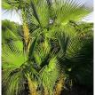  Florida Everglades Palm, Paurotis Palm