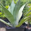 Blue Agave