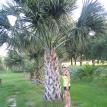 Sabal