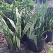 S. trifasciata (Snakeskin Plant)