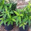 Blue Ginger (Dichorisandra thyrsiflora)