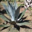 Blue Agave