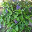Blue Ginger