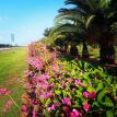 Coral Vine