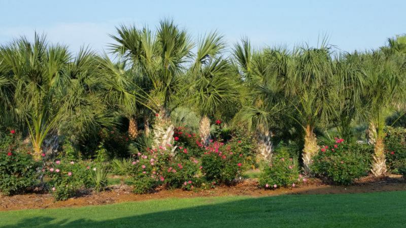 Landscape with Palms and Roses