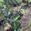 Loquat