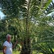 Phoenix Dactylifera
