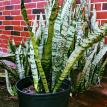Mother in law or Snake plant