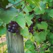Muscadine vine