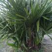 Needle Palm, Rhapidophyllum hystrix