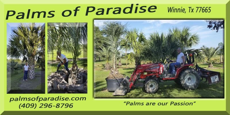 New Palms of Paradise
