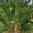 Phoenix Reclinata, Senegal Date Palm