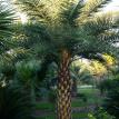 Phoenix Sylvestris