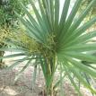 Sabal Minor