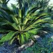 Sago, Cycas