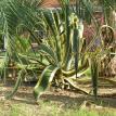 Variegated Agave