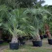 Wide Variety of Palms