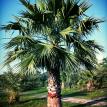 Washingtonia