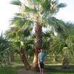 Washingtonia side by side
