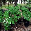 Fig