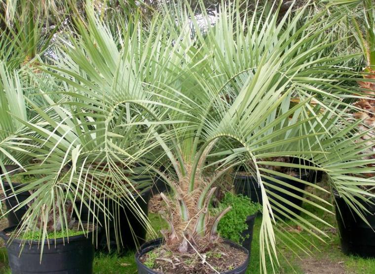 Butia