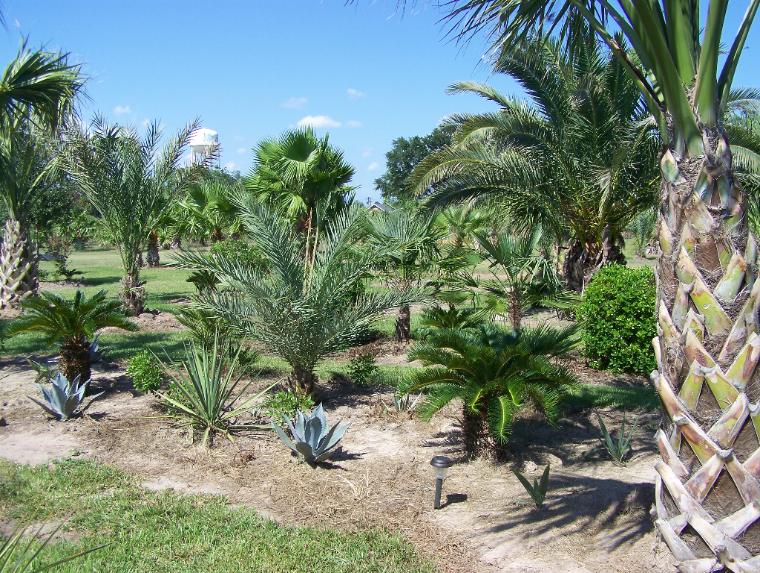 Sabal